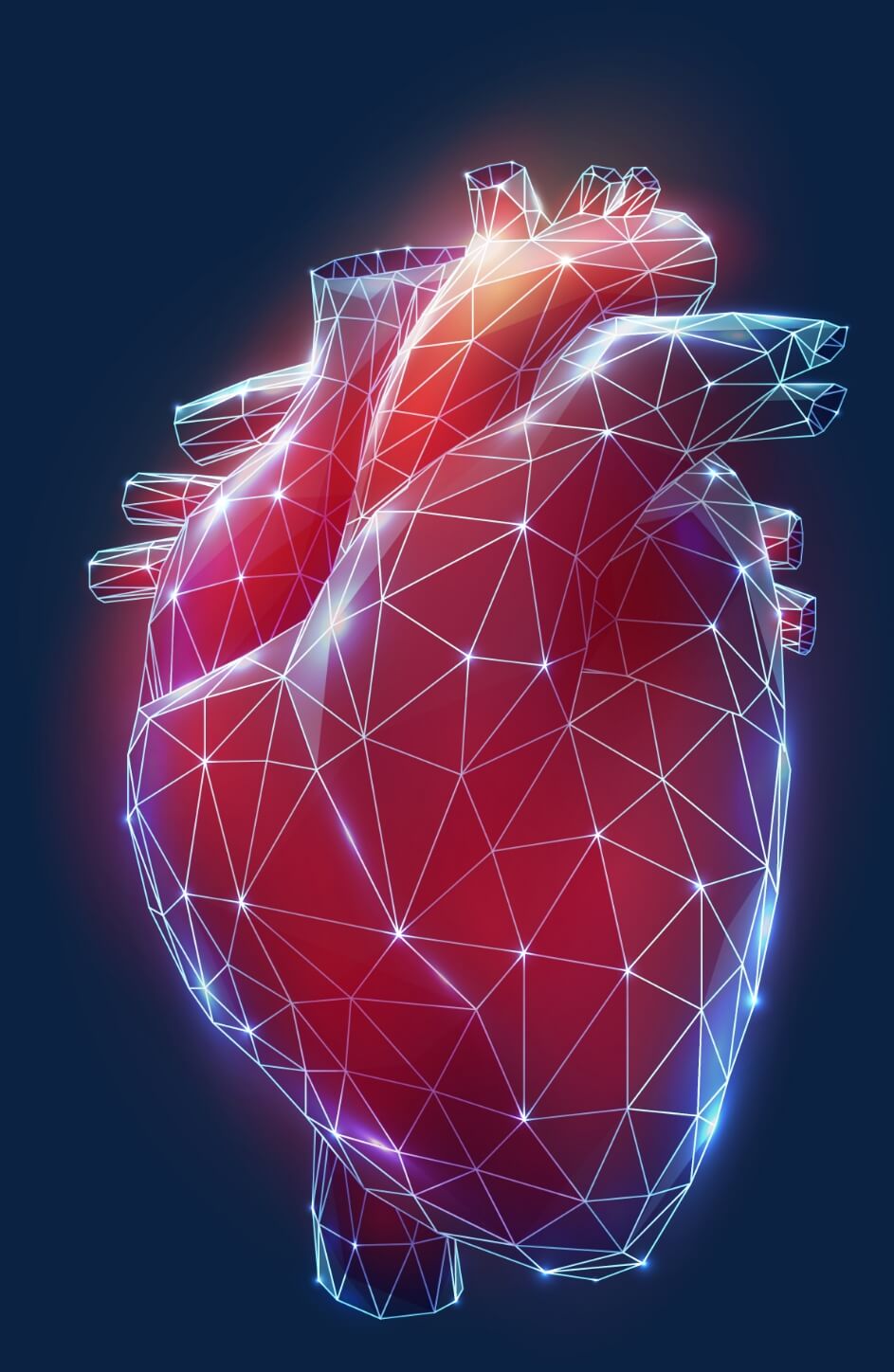 Graphic of a human heart